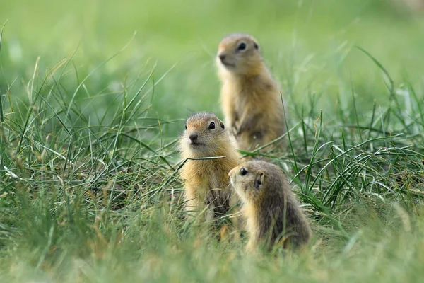 Trzy Słodkie Dziecko Gopher Patrząc Gdzieś — Zdjęcie stockowe