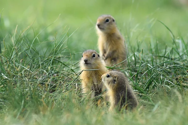 Tres Lindo Bebé Gopher Mirando Algún Lugar Imágenes de stock libres de derechos