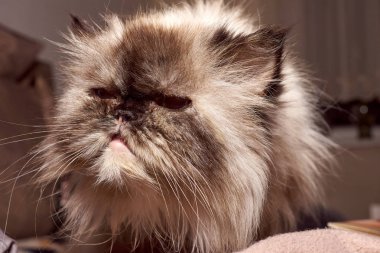 Beyaz İran kedisini kapatın, açık havada. Doğa