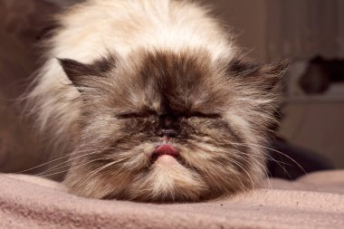 Beyaz İran kedisini kapatın, açık havada. Doğa