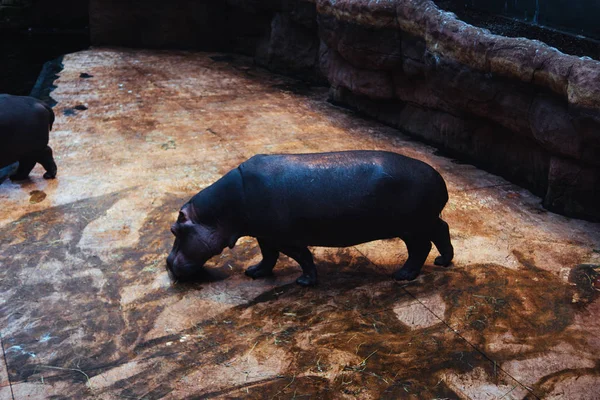 Animal do mundo. Zoológico de Wroclaw. Africicário — Fotografia de Stock