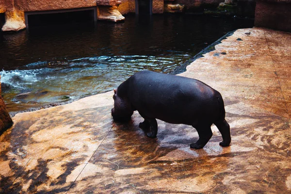 Dünyanın en vahşi hayvanı. Pençe hayvanat bahçesi. Afrykarium