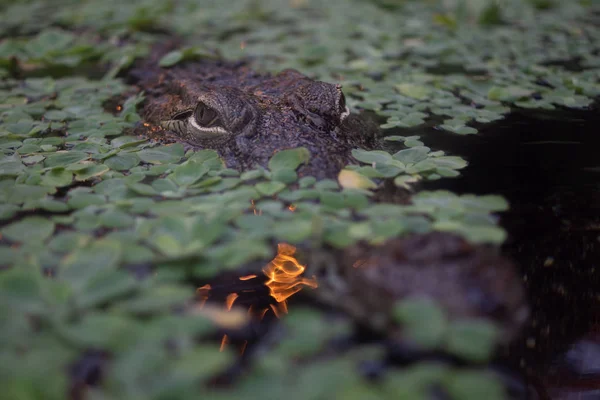 Dünyanın en vahşi hayvanı. Pençe hayvanat bahçesi. Afrykarium