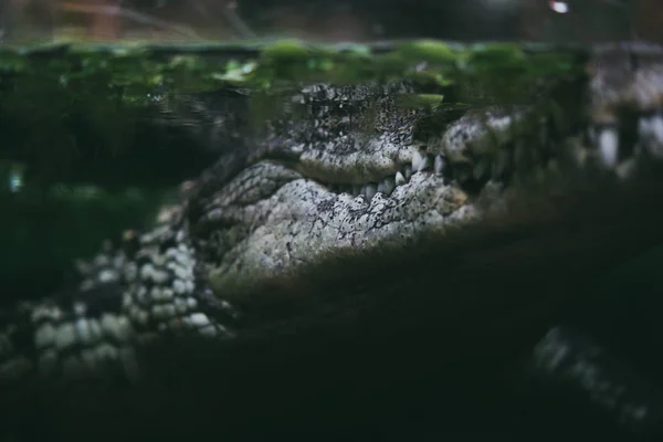 Världens djur. Wroclaw Zoo. Afrykarium — Stockfoto