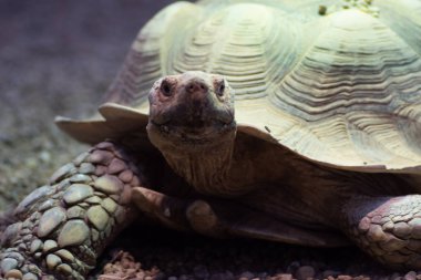 Dünyanın en vahşi hayvanı. Pençe hayvanat bahçesi. Afrykarium
