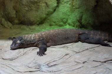 Dünyanın en vahşi hayvanı. Pençe hayvanat bahçesi. Afrykarium