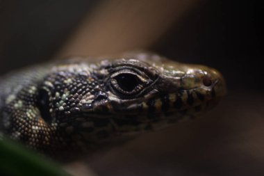Dünyanın en vahşi hayvanı. Pençe hayvanat bahçesi. Afrykarium