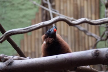 Dünyanın en vahşi hayvanı. Pençe hayvanat bahçesi. Afrykarium