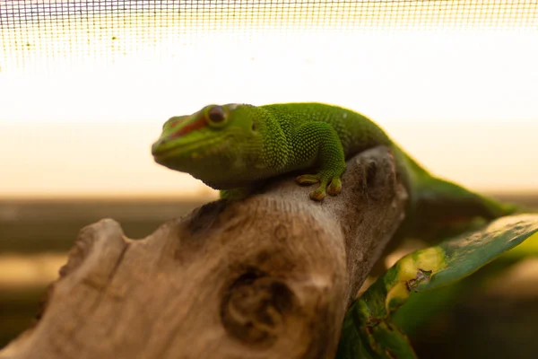 Animal del mundo. El zoológico de Wroclaw. Áfrickarium — Foto de Stock