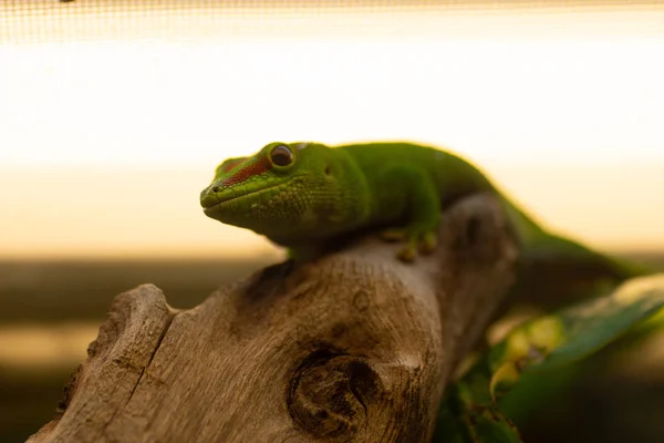 Animale del mondo. Lo zoo di Breslavia. Afrykarium — Foto Stock