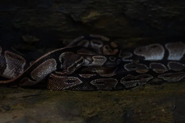 Animal du monde. Zoo de Wroclaw. Afrykarium — Photo