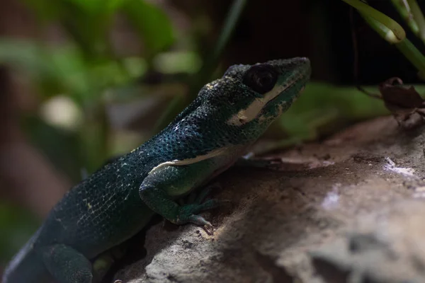 Zvíře světa. ZOO Wroclaw. Afrykarium — Stock fotografie