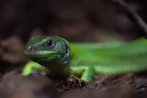 Zwierzę świata. Wrocławskie zoo. Afrykarium — Zdjęcie stockowe