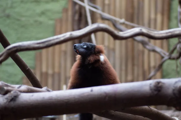 Dünyanın en vahşi hayvanı. Pençe hayvanat bahçesi. Afrykarium