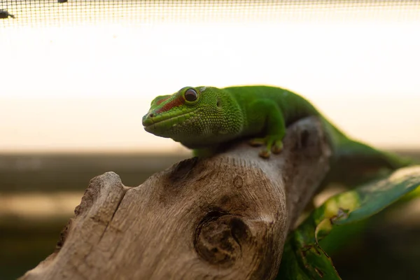 Dünyanın en vahşi hayvanı. Pençe hayvanat bahçesi. Afrykarium