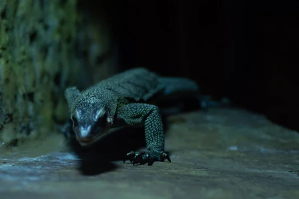 Animal del mundo. El zoológico de Wroclaw. Áfrickarium — Foto de Stock