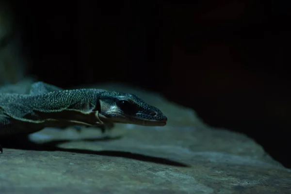 Animal del mundo. El zoológico de Wroclaw. Áfrickarium — Foto de Stock