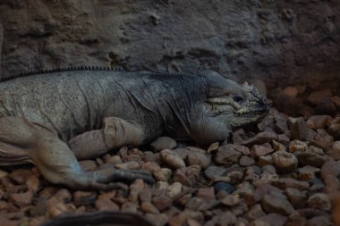 Dünyanın en vahşi hayvanı. Pençe hayvanat bahçesi. Afrykarium
