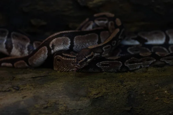 Världens djur. Wroclaw Zoo. Afrykarium — Stockfoto