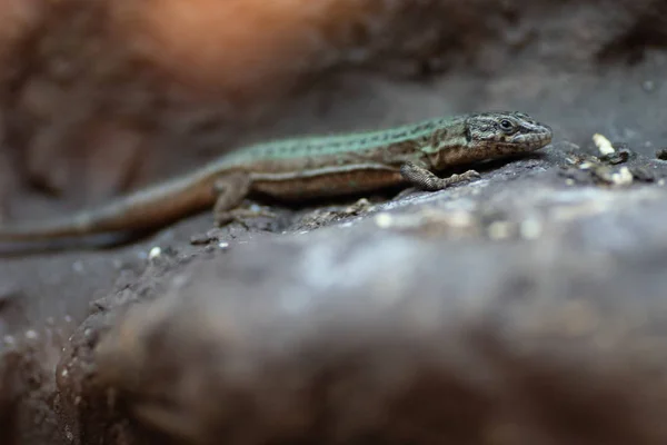 Dier van de wereld. Wroclaw dierentuin. Afrykarium — Stockfoto