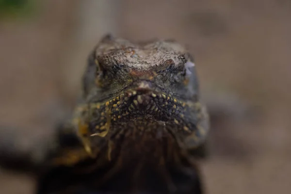 Animal del mundo. El zoológico de Wroclaw. Áfrickarium — Foto de Stock