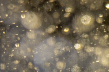 Noel ağacı, yeşil sarı altın renginde ışık saçar, tatil