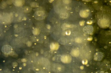 Noel ağacı, yeşil sarı altın renginde ışık saçar, tatil