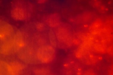 Noel ağacı, yeşil sarı altın renginde ışık saçar, tatil