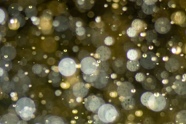 Noel ağacı, yeşil sarı altın renginde ışık saçar, tatil