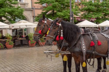 Krakow, Küçük Polonya, Polonya 30 / 05 / 2019 K Şehri Merkezi