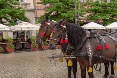 Krakow, Küçük Polonya, Polonya 30 / 05 / 2019 K Şehri Merkezi