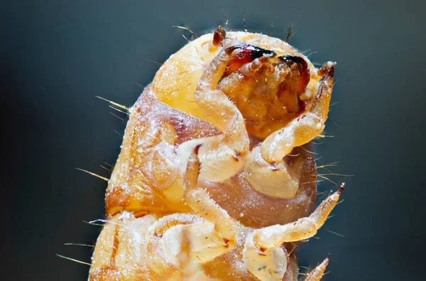 Los gusanos de la comida son la forma larval del escarabajo gusano de la comida . — Foto de Stock