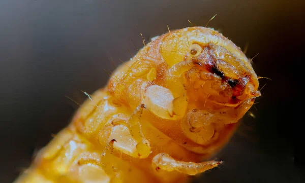 Yemek solucanları, kurtçuk böceğinin larva halidir.. — Stok fotoğraf
