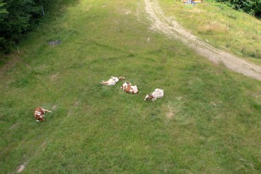 Bir tarlada otlayan inek sürüsü, manzaraya doğru yürümeye devam ediyor.