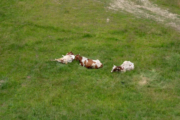 Αγέλη αγελάδων βόσκουν σε ένα χωράφι, περπατώντας προς τη θέα — Φωτογραφία Αρχείου