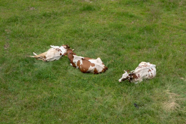 Manada de vacas pastam em um campo, caminhando em direção à vista — Fotografia de Stock