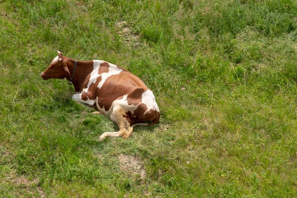 Troupeau de vaches paissent dans un champ, venant en sens inverse de la vue — Photo