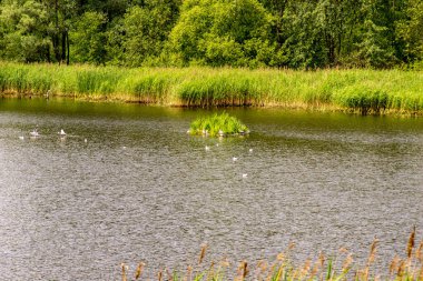 Bytom Kurbağa Çukuru. Bytom Park 'ın manzarası. Harika.