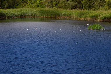 Bytom Kurbağa Çukuru. Bytom Park 'ın manzarası. Harika.