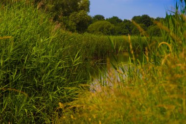 Bytom Kurbağa Çukuru. Bytom Park 'ın manzarası. Harika.