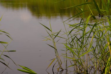 Bytom Kurbağa Çukuru. Bytom Park 'ın manzarası. Harika.