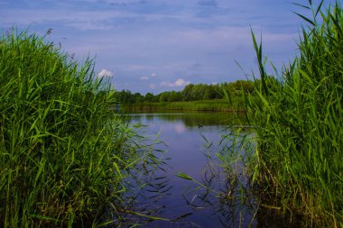 Bytom Kurbağa Çukuru. Bytom Park 'ın manzarası. Harika.