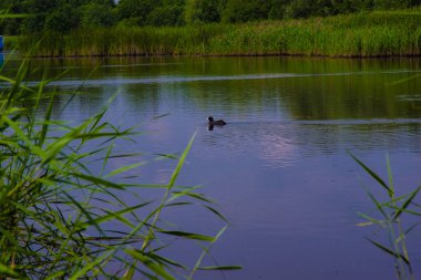 Bytom Kurbağa Çukuru. Bytom Park 'ın manzarası. Harika.
