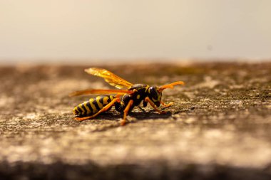 Çiçekler ve bitkiler üzerindeki böceklerin makro fotoğrafları. Harika.