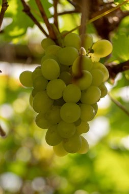 Çiçekler ve bitkiler üzerindeki böceklerin makro fotoğrafları. Harika.