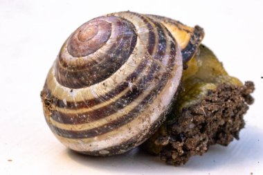 Çiçekler ve bitkiler üzerindeki böceklerin makro fotoğrafları. Harika.