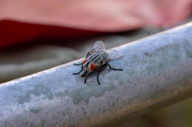 Çiçekler ve bitkiler üzerindeki böceklerin makro fotoğrafları. Harika.