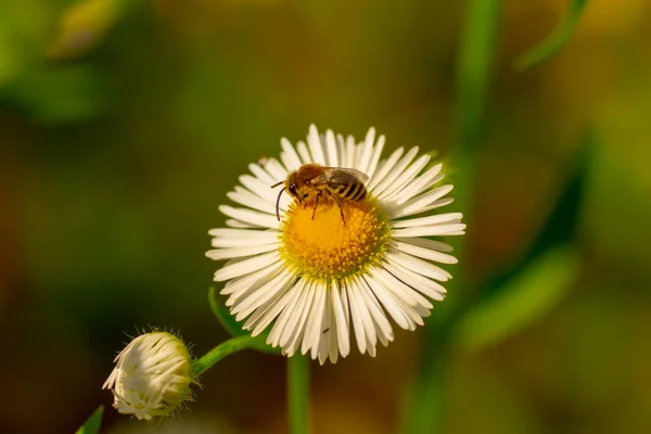 Makroaufnahmen Von Insekten Auf Blumen Und Pflanzen Kühl — Stockfoto