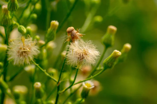 Makroaufnahmen Von Insekten Auf Blumen Und Pflanzen Kühl — Stockfoto