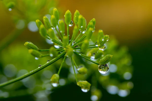 Çiçekler ve bitkiler üzerindeki böceklerin makro fotoğrafları. Harika.